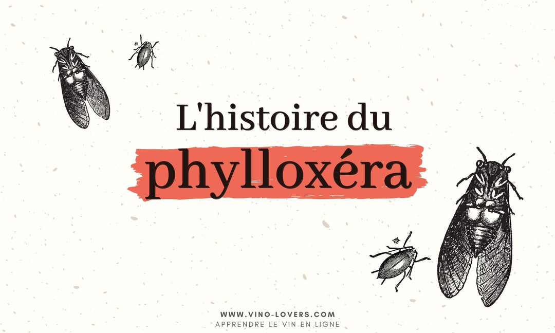 La crise du phylloxéra : l'insecte qui a ravagé les vignes au 19ème siècle