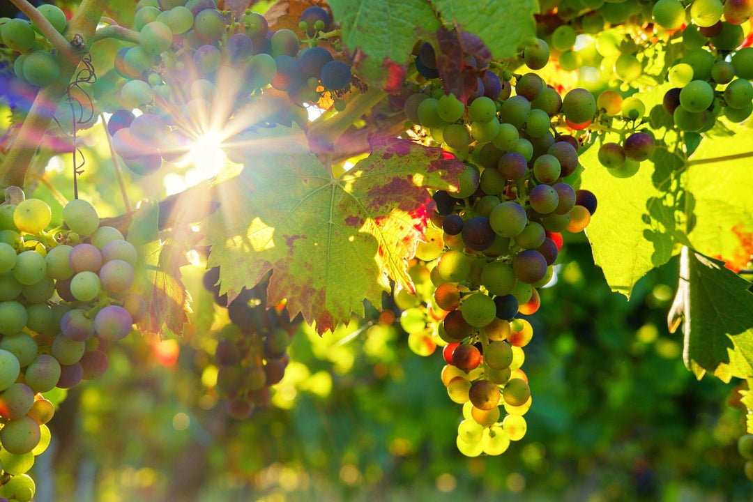 Vins bio, vins en biodynamie et vins natures : tout ce qu’il faut savoir
